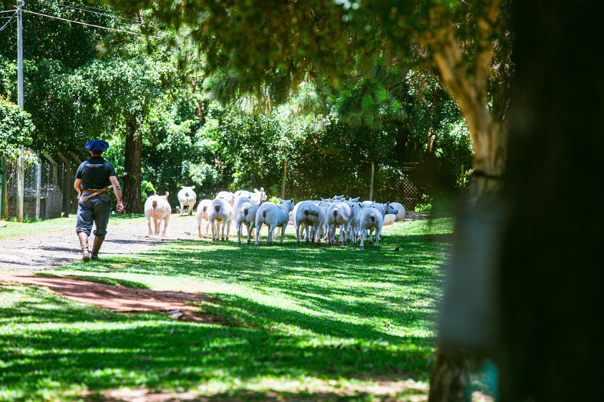 Shepherd with a Herd of Sheep