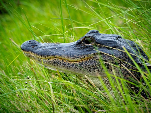 Black Crocodile on Green Grass