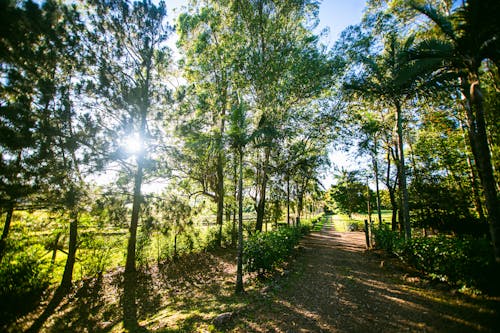 Unpaved Road in the Countryside