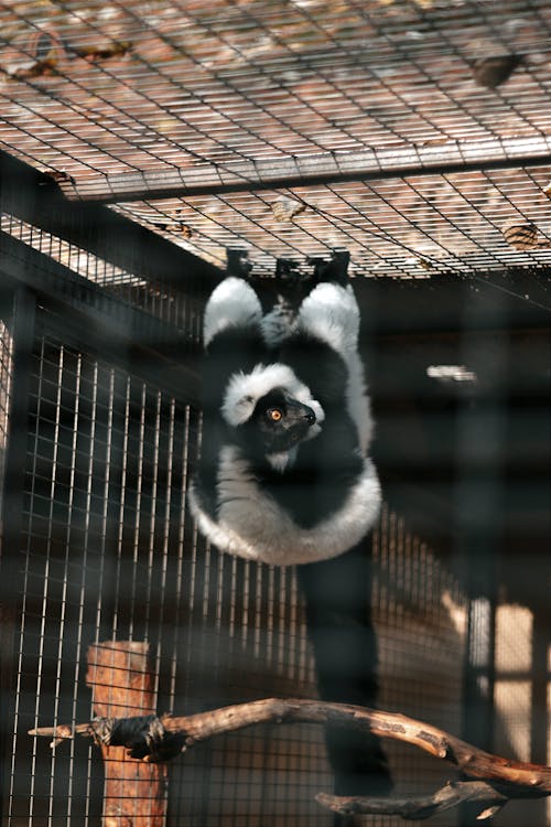 Kostenloses Stock Foto zu gekräuselter lemur, käfig, kopfüber