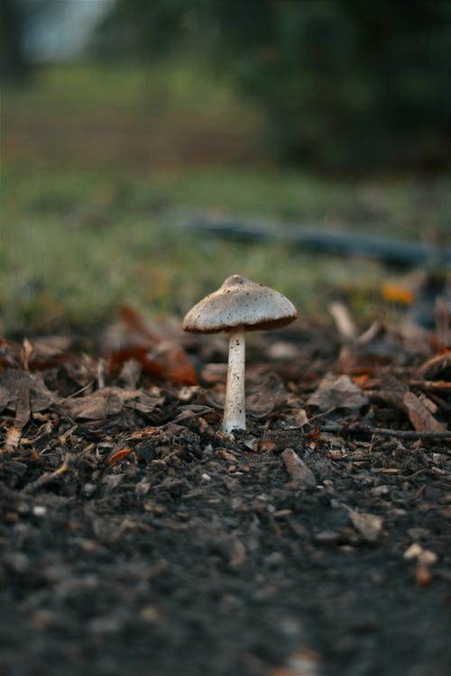 Lone Mushroom Growing Outdoors