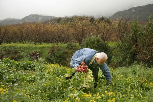 Free Elderly farmer picking radishes in a lush Syrian field surrounded by trees and mountains. Stock Photo