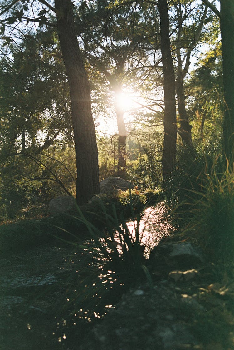 Sunlight Between The Trees And A River 