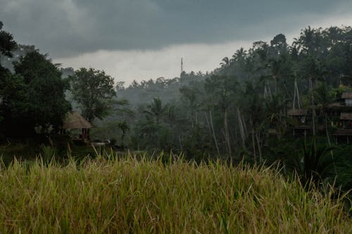 Free Cloudy Landscape with Palm Tree Forest and Grass Stock Photo