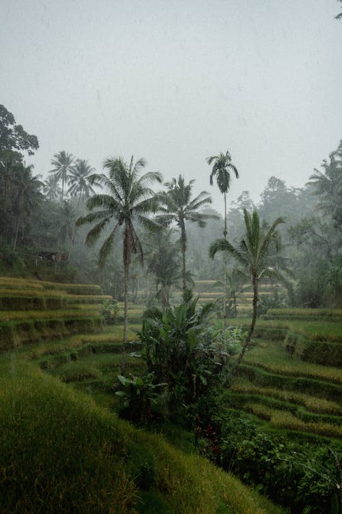 Green Palm Trees on Green Rice Field