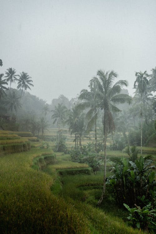 Green Palm Trees on Green Rice Field
