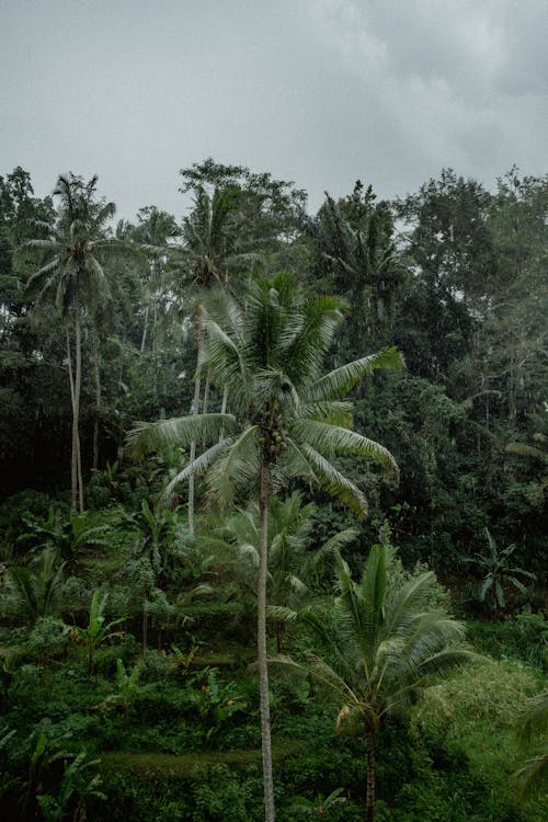 垂直拍攝, 天性, 椰子樹 的 免費圖庫相片