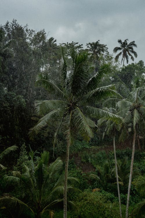 垂直拍攝, 天性, 椰子樹 的 免費圖庫相片