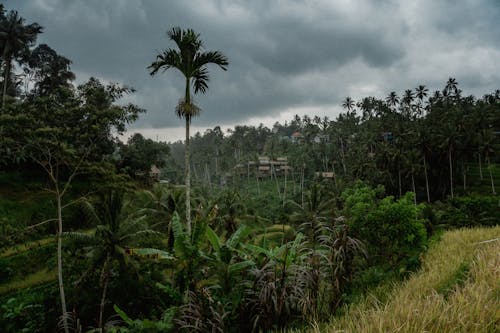Storm Clouds Gathering over a Village Surrounded by Palm Trees
