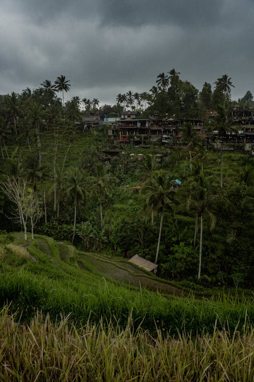 Agricultural Rice Field Under Dark Clouds