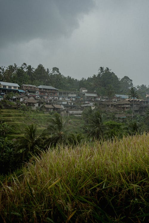 Scenic Photo of a Village with Rice Fields and Palm Trees