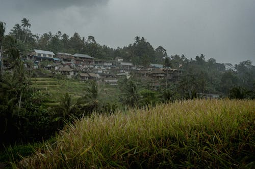 Tropical Village in Rain