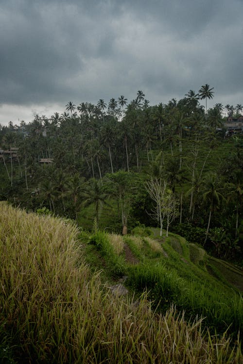 Cloudy Sky over Palm Trees Surrounding a Tropical Village