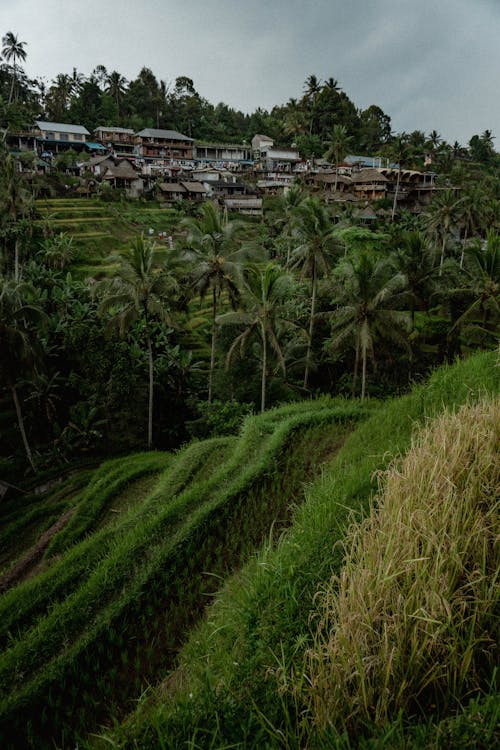 View of a Village 