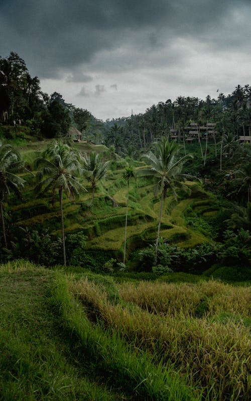 Agricultural Rice Field Under Dark Clouds