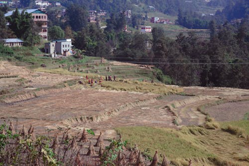Field with Hay in Village