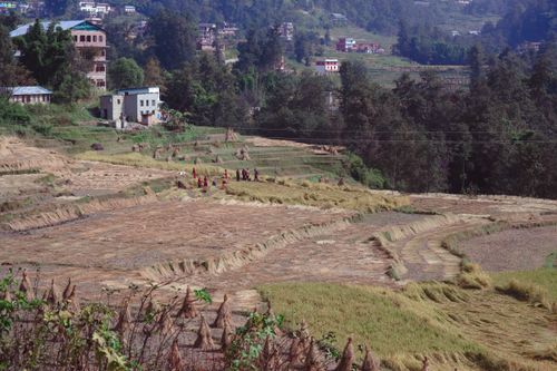 Free Scenic aerial shot of rural rice fields with workers harvesting, surrounded by lush foliage and village houses. Stock Photo