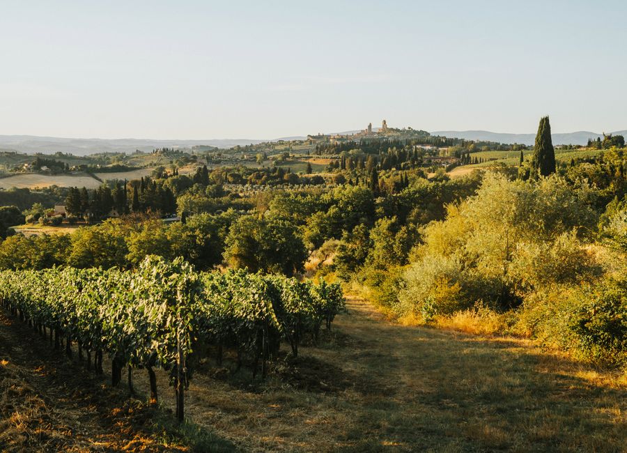 A serene view of rolling vineyards and hills in Tuscany, bathed in warm sunset light.