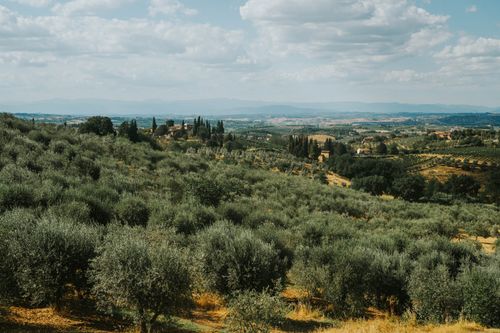 Free Scenic aerial view of Tuscan olive groves under a blue sky. Stock Photo
