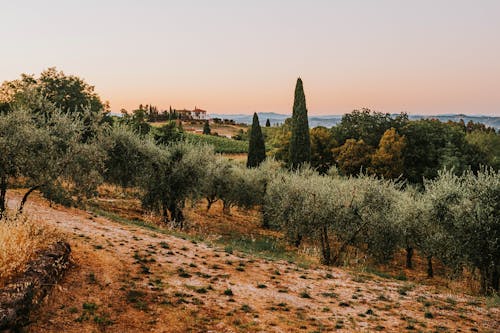 View of a Vineyard 