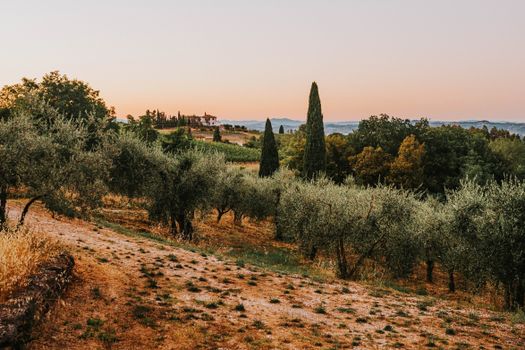 Beautiful Tuscan landscape with olive trees and cypress under a glowing sunset sky.