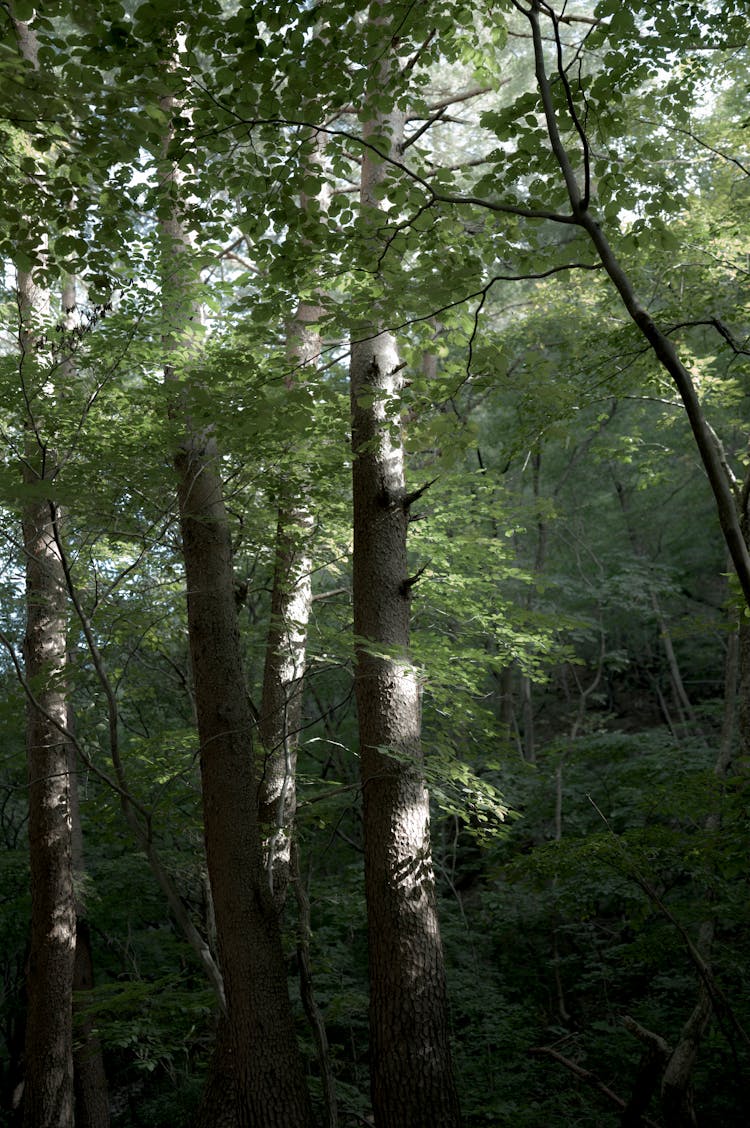 Green Trees In Forest