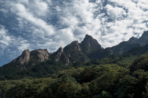 Foto d'estoc gratuïta de arbres verds, bonic, cel