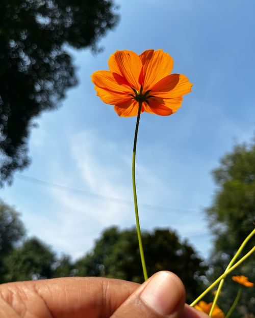 Free Close-up of a hand holding a vibrant orange flower against a sunny blue sky backdrop. Stock Photo