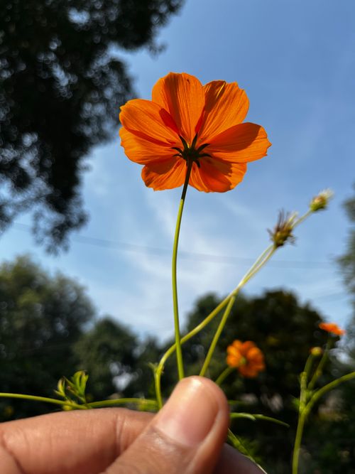 Free A vibrant orange cosmos flower held up against a clear blue sky, showcasing nature's beauty. Stock Photo