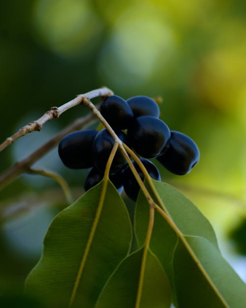 과일, 보라색의 무료 스톡 사진