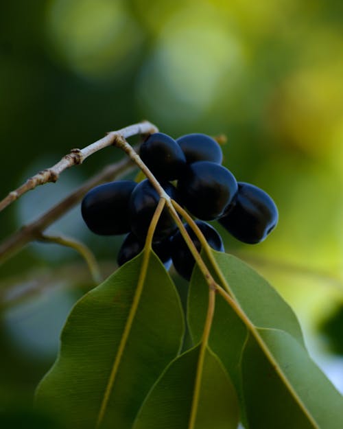 Kostenloses Stock Foto zu frucht, lila