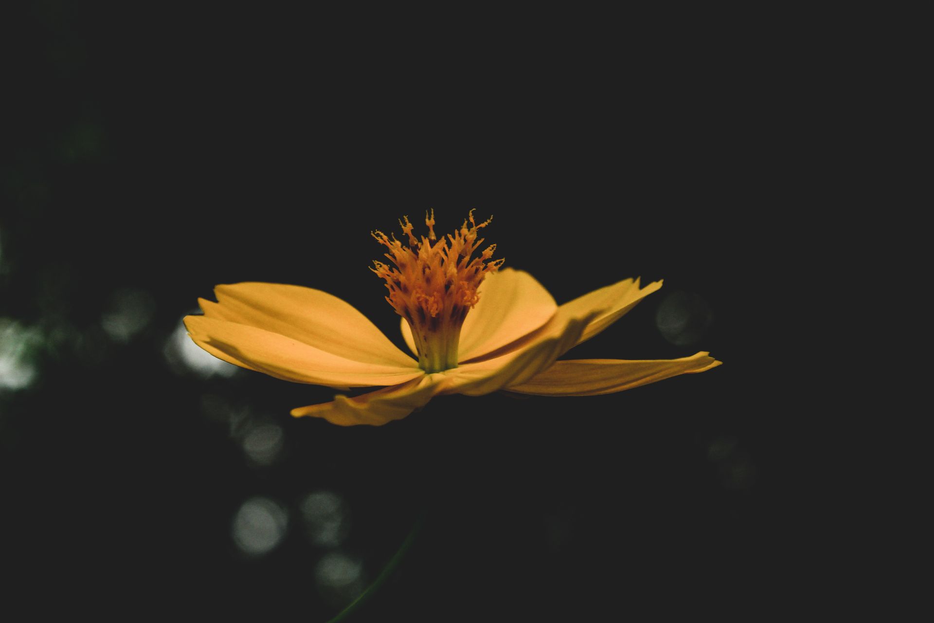 Stunning close-up of a yellow flower with delicate petals against a soft bokeh background in Kolkata.