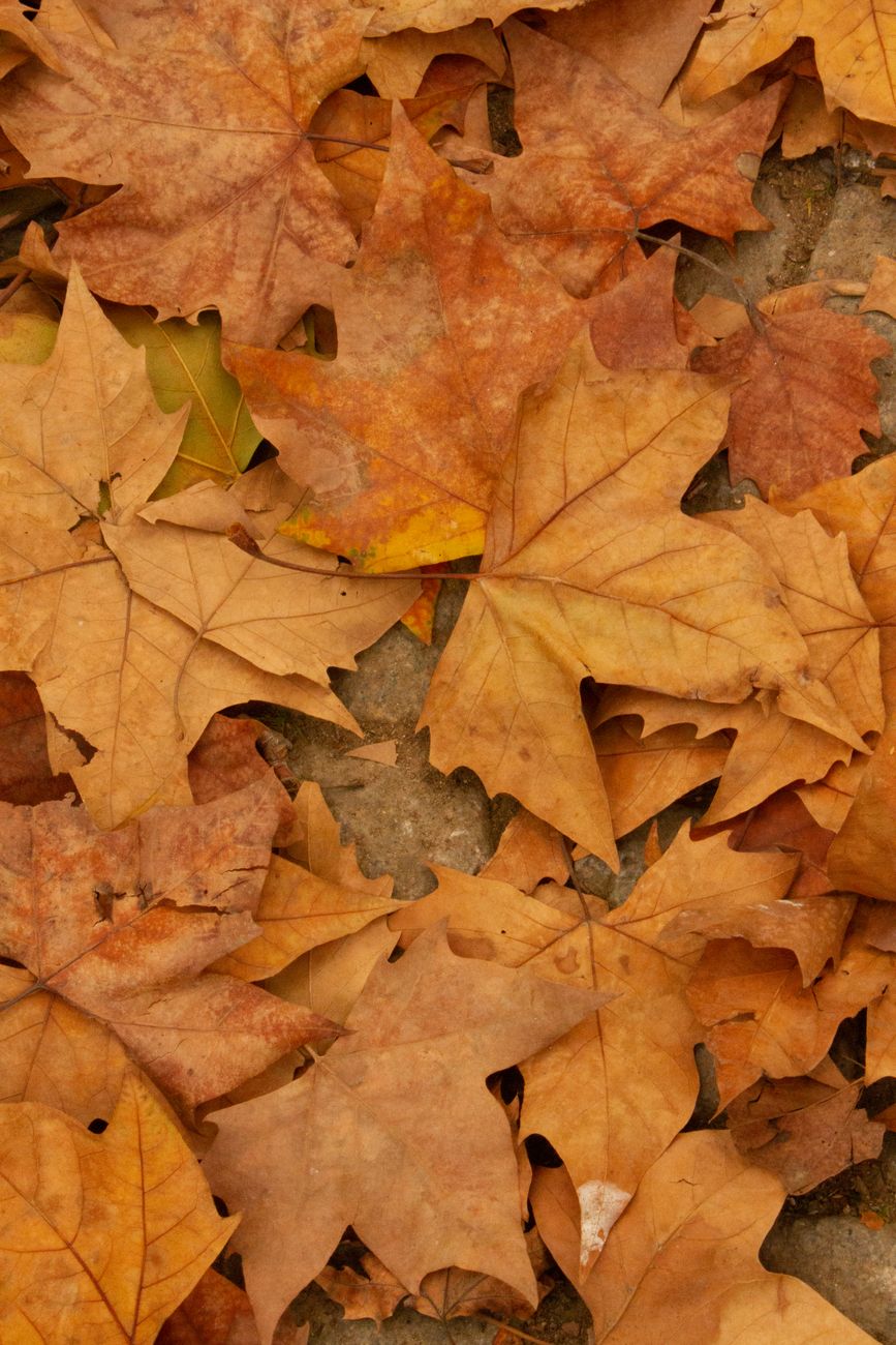 Close-up of fallen autumn leaves in Turkey, showcasing rich fall colors.. close, fallen, autumn