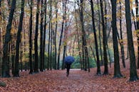 人们在宁静的秋林中漫步，四周环绕着充满活力的秋叶