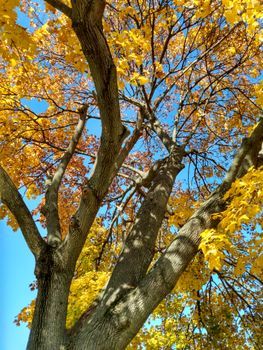 Captivating autumn scene with vibrant yellow leaves in Scranton, PA under a clear blue sky.