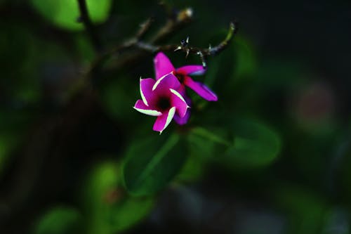 コスモスの花, ベルの花, れんが造りの床の無料の写真素材