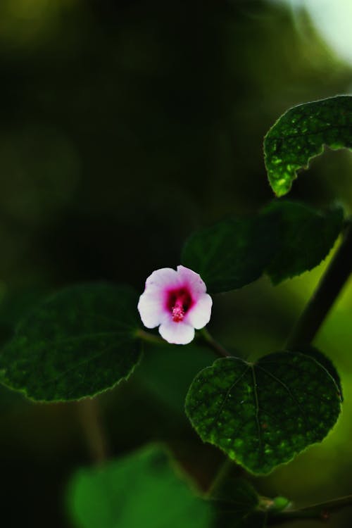 Kostnadsfri bild av ängels andedräkt blommar, blå blommor, blomma