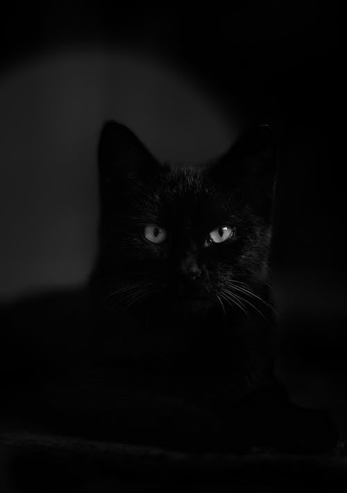 Close Up Photo of a Black Cat