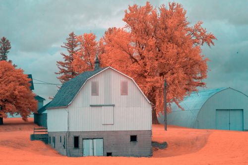 Free Infrared photo of a rural farm with vivid orange trees and a blue barn under a cloudy sky in Elgin, MN. Stock Photo