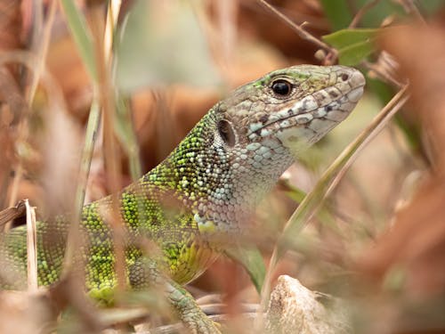 Základová fotografie zdarma na téma detail, fotografie divoké přírody, fotografování zvířat