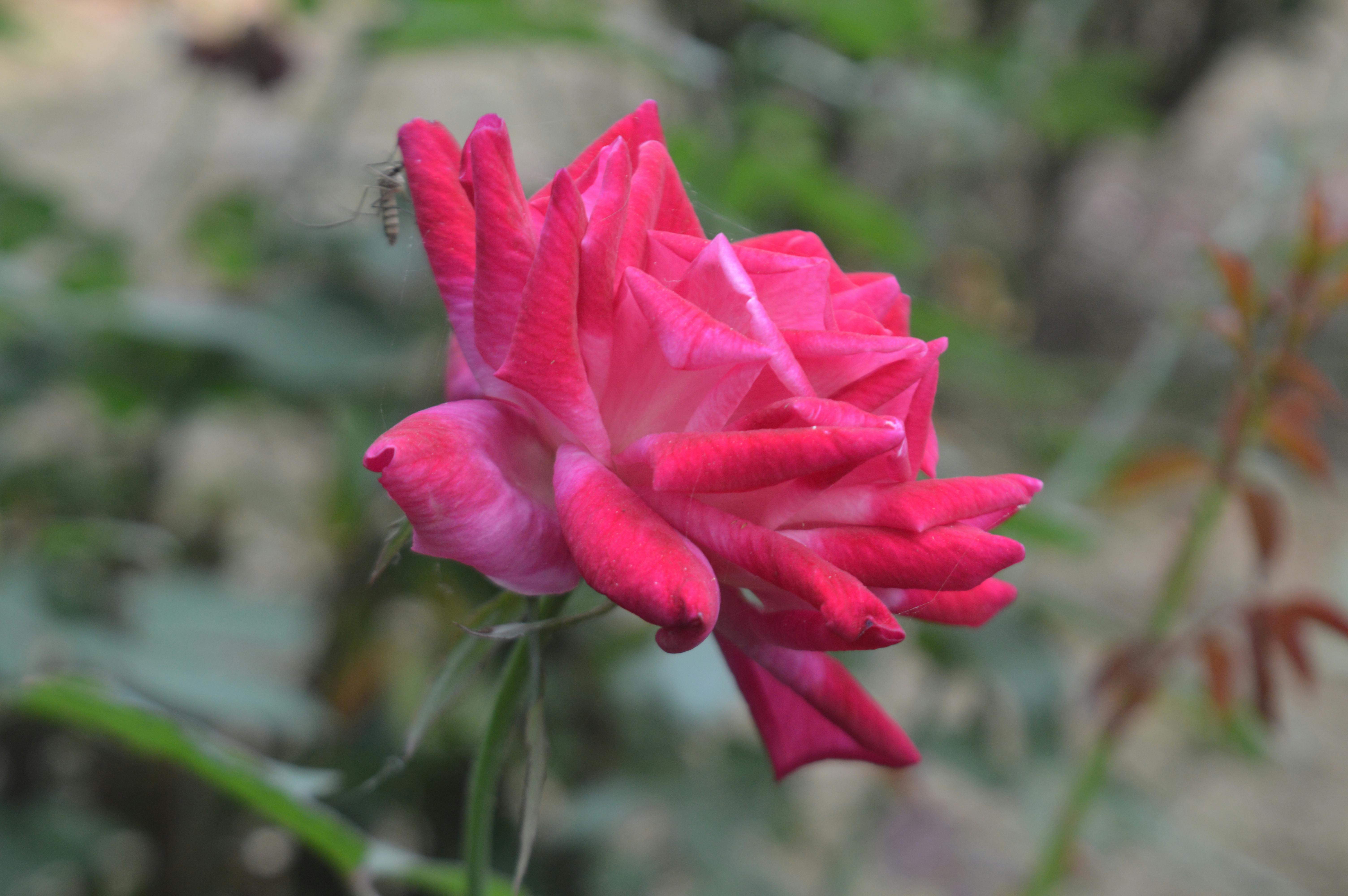 Foto Stok Gratis Tentang Bunga Mawar Kehidupan Alam Latar