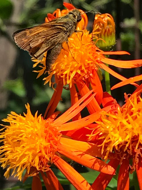 Photos gratuites de fleur, orange, papillon