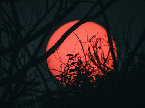 Free Red Moon Rising at Night with Branches in the Foreground Stock Photo