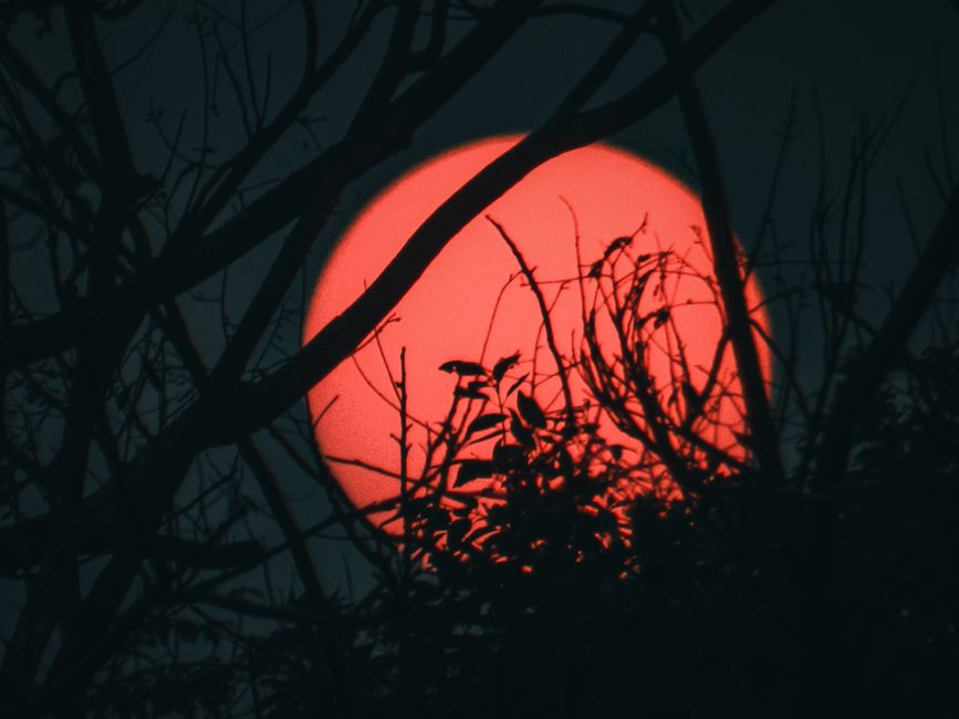 Ominous red moon glowing behind silhouetted trees in a spooky night scene.