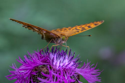 Butterfly on Violet Flower