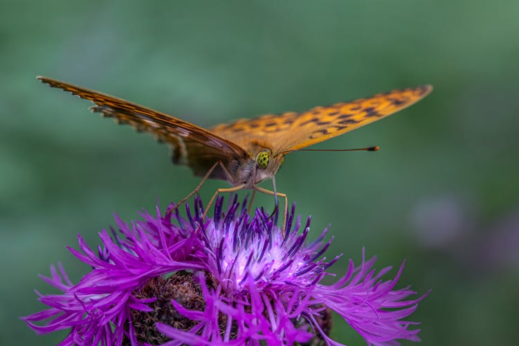 Butterfly On Violet Flower