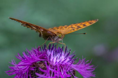 Free A detailed shot of a silver-washed fritillary butterfly feeding on a vivid violet flower bloom. Stock Photo