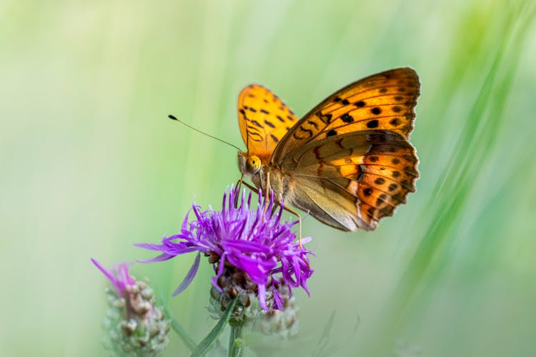 A Butterfly On A Flower