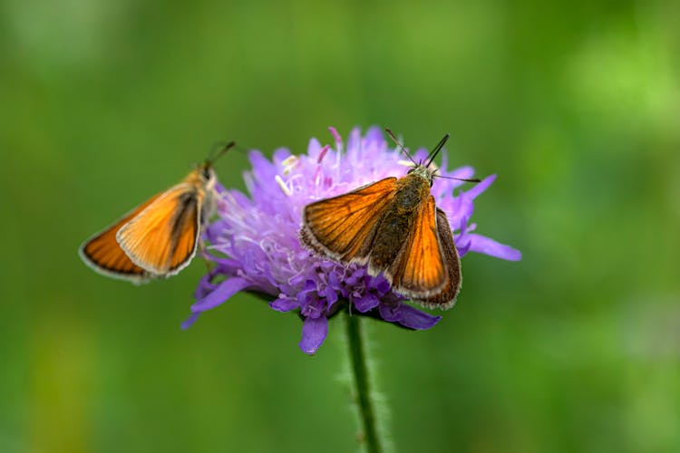 Butterflies On Flower