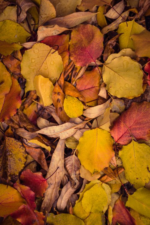 Free Colorful fallen autumn leaves creating a vibrant natural background. Stock Photo
